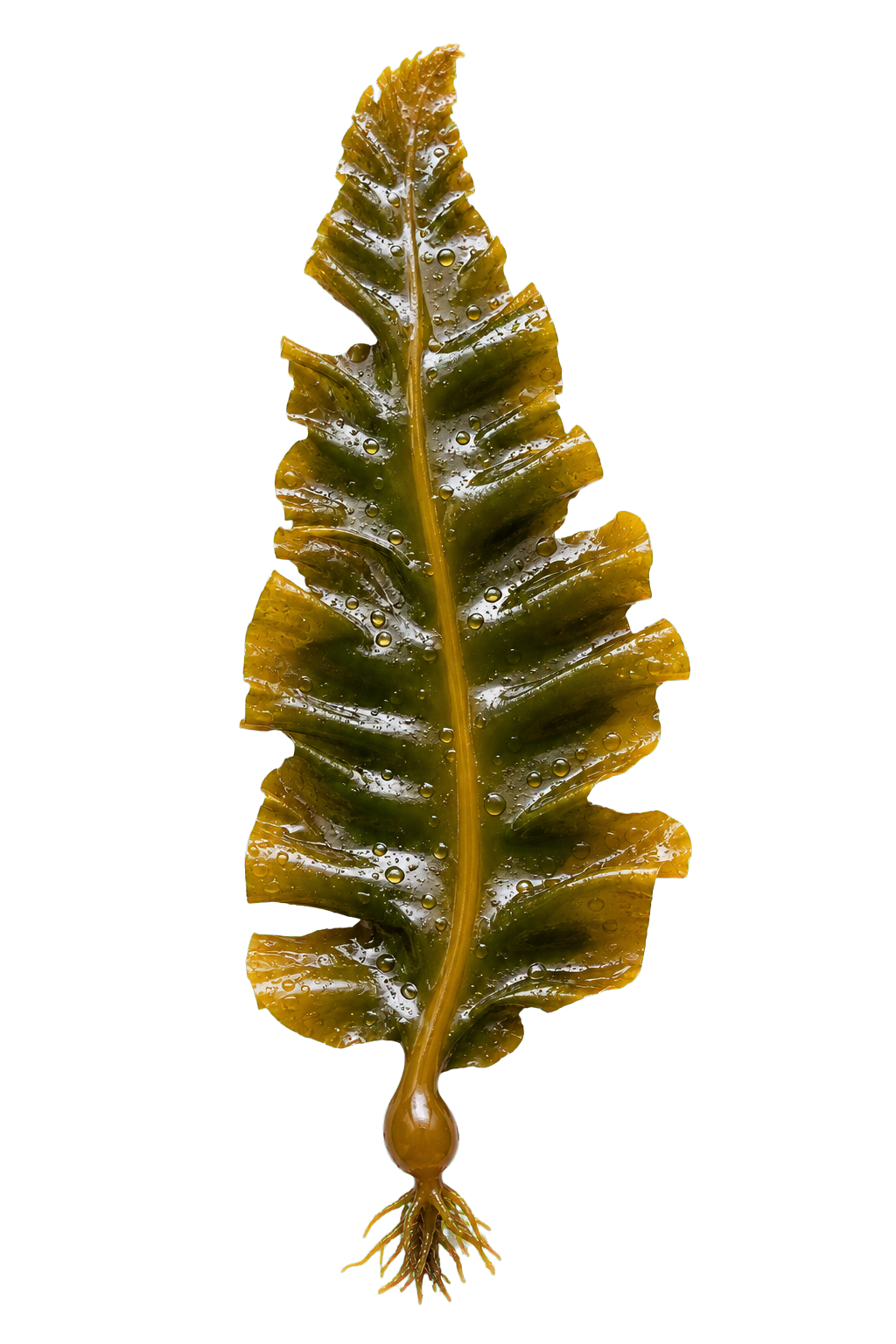 Brown kelp blade cutout / 巨藻叶片扣图