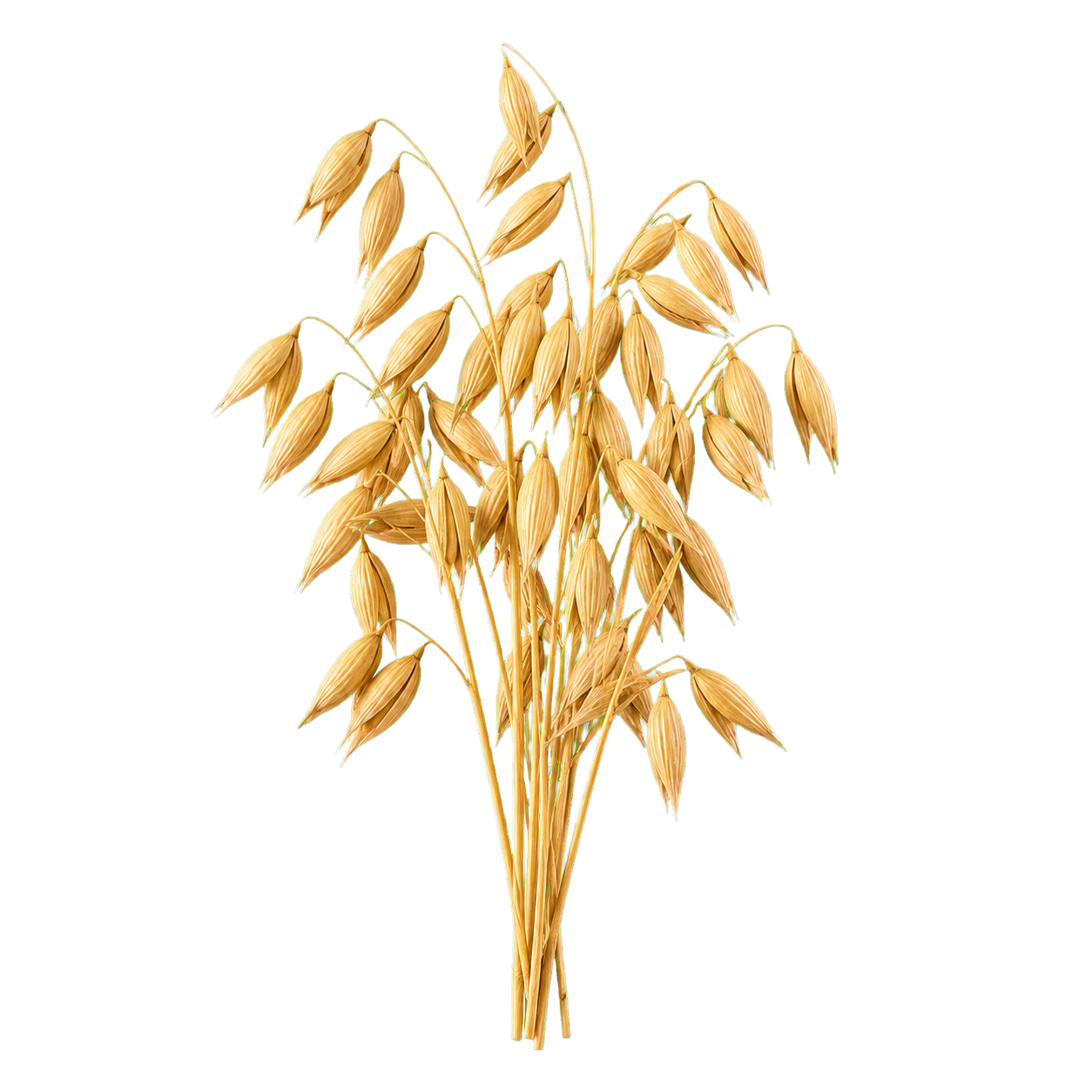 Oat sheaf cutout / 燕麦扣图