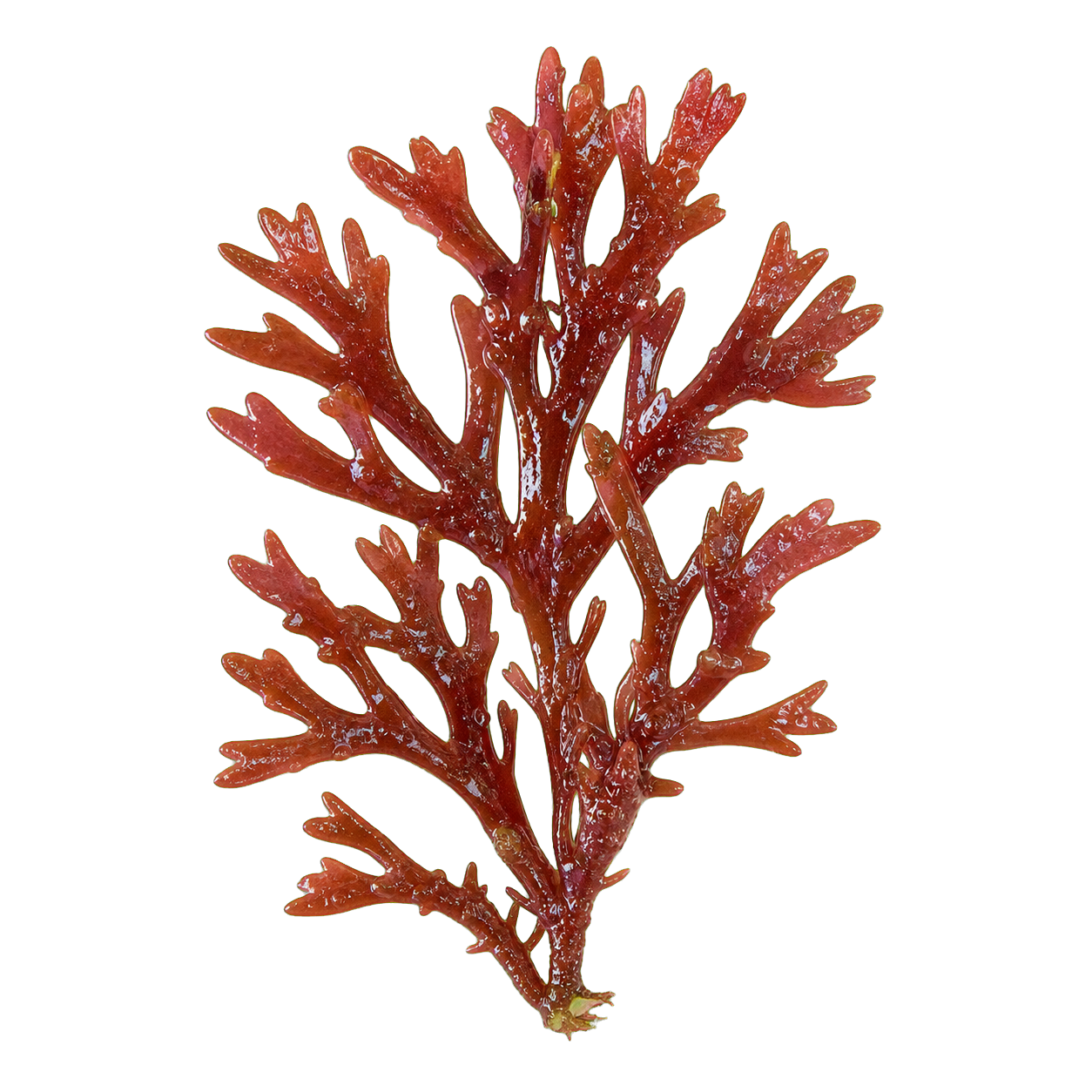 Red algae cutout / 红藻扣图
